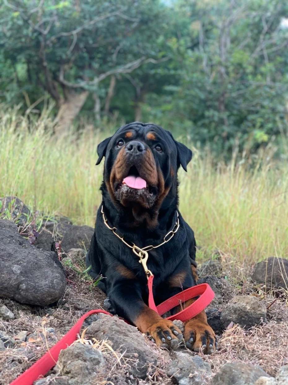 Foto 1:  — Canil Arcanine Locação de Cães de Guarda para Segurança