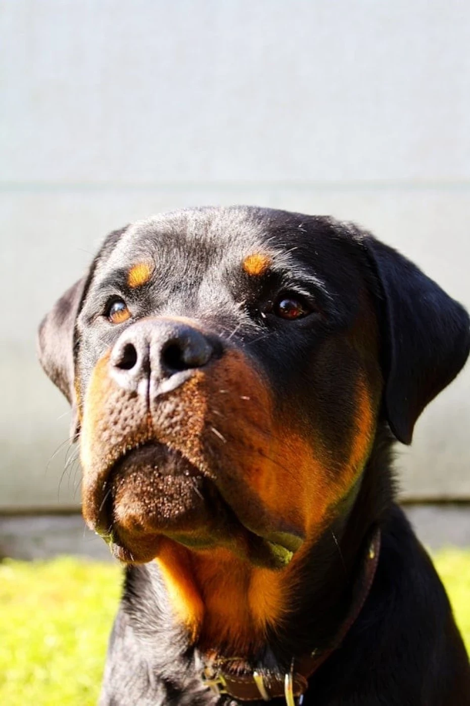 Foto 2:  — Canil Arcanine Locação de Cães de Guarda para Segurança
