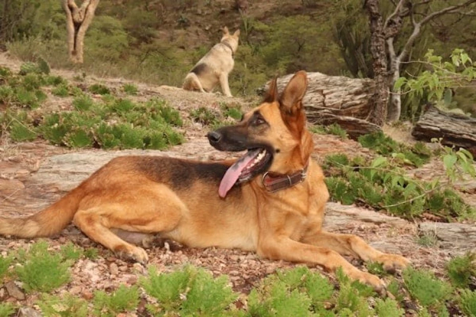 Foto 3:  — Canil Arcanine Locação de Cães de Guarda para Segurança