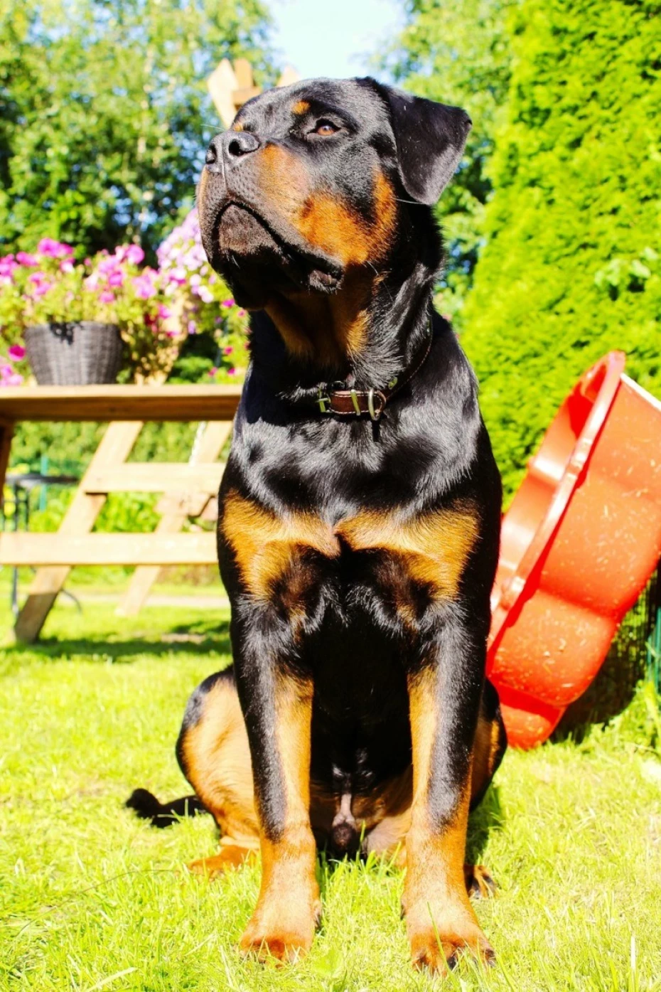 Foto 4:  — Canil Arcanine Locação de Cães de Guarda para Segurança