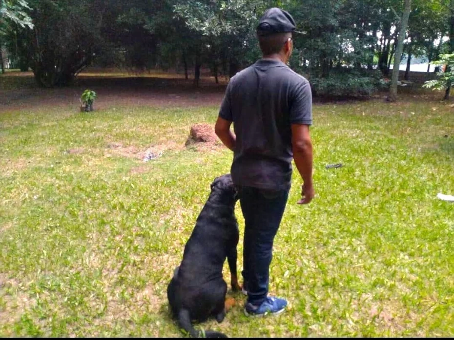 Foto 7:  — Canil Arcanine Locação de Cães de Guarda para Segurança