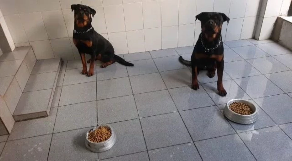 Foto 10:  — Canil Arcanine Locação de Cães de Guarda para Segurança