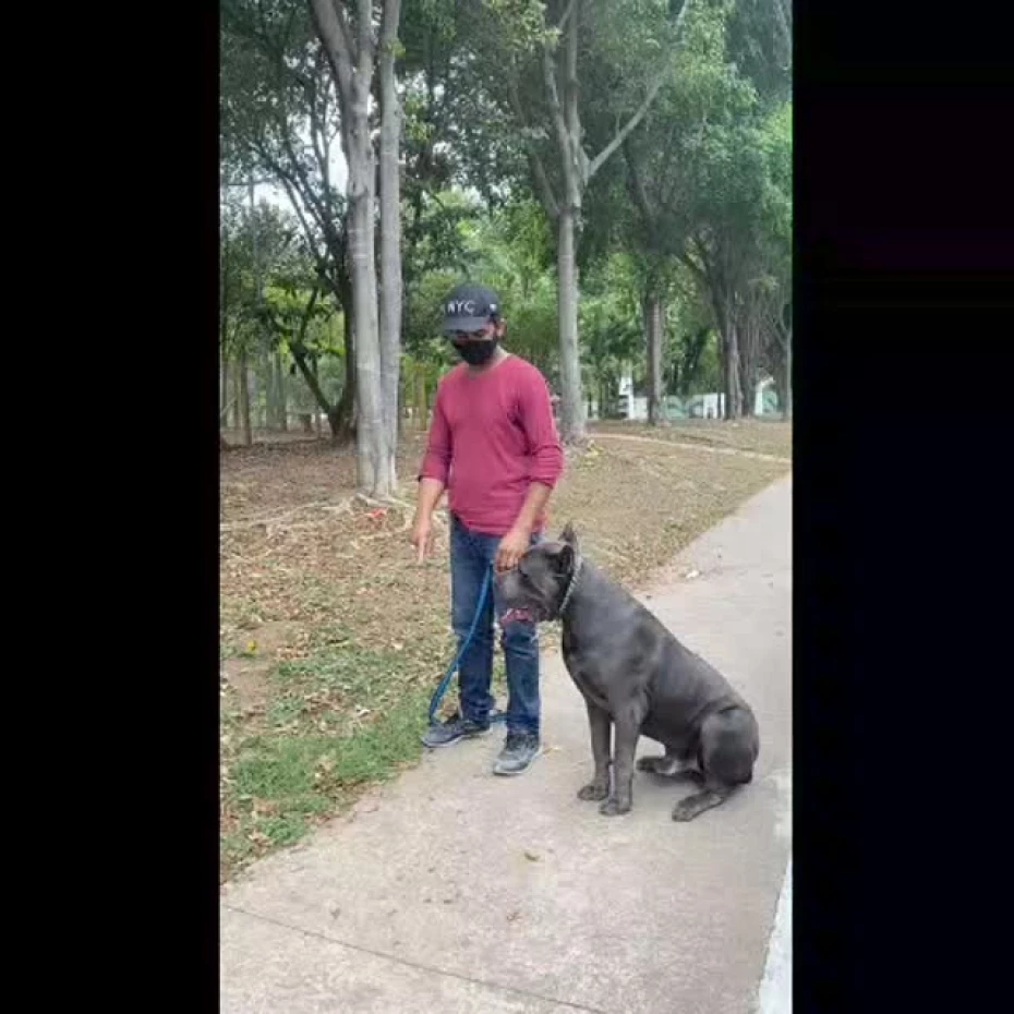 Foto 12:  — Canil Arcanine Locação de Cães de Guarda para Segurança